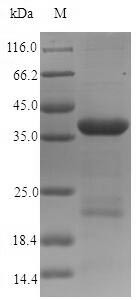 Dystonin (DST), partial, human, recombinant
