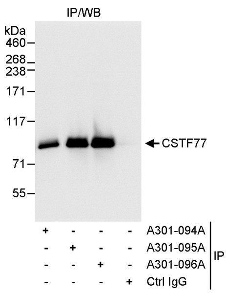 Anti-CSTF77