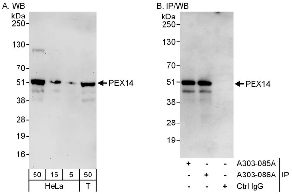Anti-PEX14