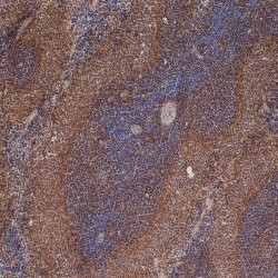 Anti-ICAM1, clone 1A29