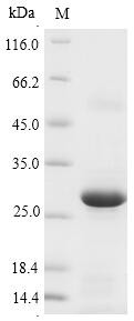 Epididymal secretory glutathione peroxidase (GPX5), swine, recombinant