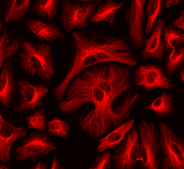 ReadiLink(TM) Rapid Cy3 Antibody Labeling Kit *Production Scale*