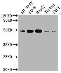 Anti-S1PR1 Recombinant Monoclonal, clone 4F2
