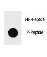 Anti-phospho-PARP1 (Ser372)