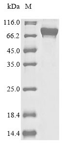 DCC-interacting protein 13-alpha (APPL1), human, recombinant