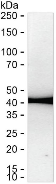 Anti-BMI1