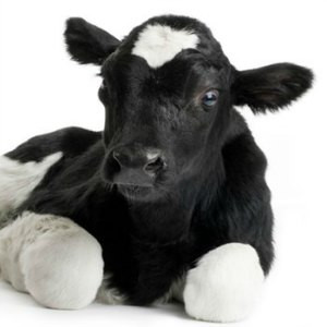 Bovine Serotonin (5HT) ELISA Kit