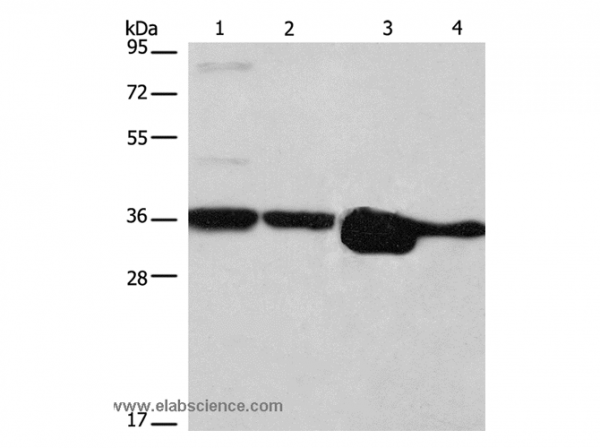 Anti-ELAVL1