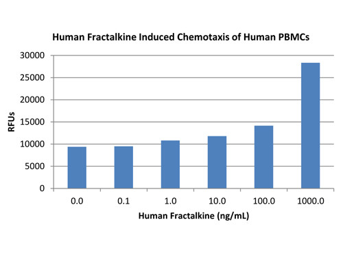 Fractalkine (CX3CL1)