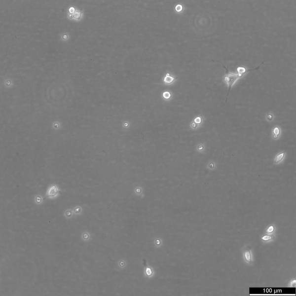 L929 Cells