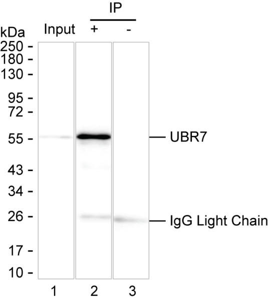 Anti-UBR7 Magnetic Beads