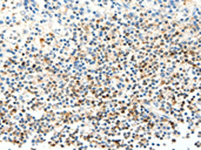 Anti-FAM3A
