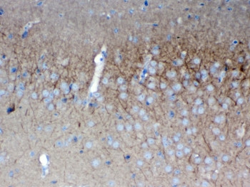 Anti-SAP102 / Synapse-associated protein 102