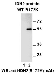 Anti-IDH2 (R172K)