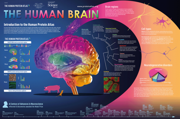 The Human Brain Poster
