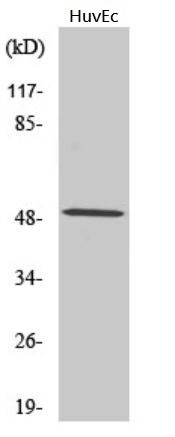 Anti-CSTF1 / CstF 50