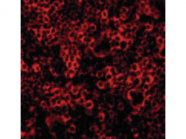 Anti-Caspase-4