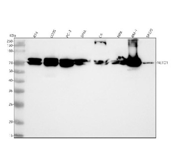 Anti-NETO1 / Neuropilin and tolloid-like protein 1