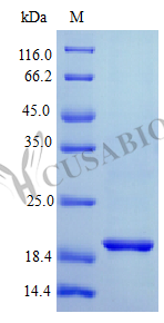 Interferon lambda-1 protein (IFNL1) (Active), human, recombinant