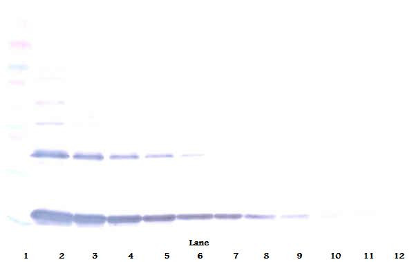Anti-IL1 alpha (Biotin)