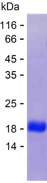 Recombinant Human ITFG1 Protein
