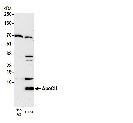 Anti-Goat IgG-heavy and light chain cross-adsorbed, HRP conjugated