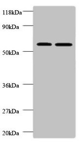 Anti-FUCA2