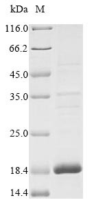 Insulin growth factor-like family member 1 (IGFL1), human, recombinant