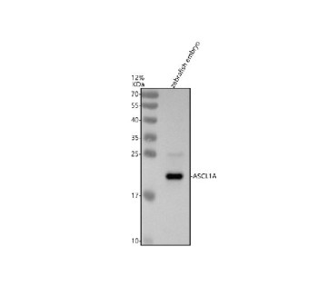 Anti-Zebrafish Ascl1a / Achaete-scute homolog 1