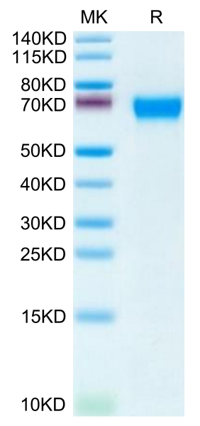 Human CD46 Protein