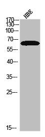 Anti-Phospho-NF2 (S10)