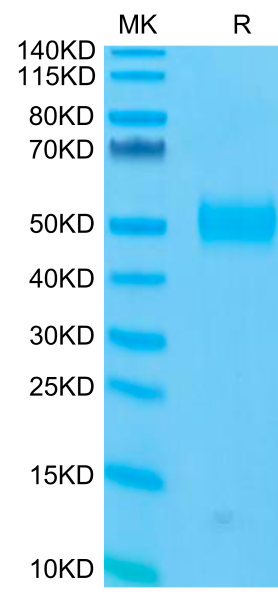 Human Siglec-3/CD33 Protein