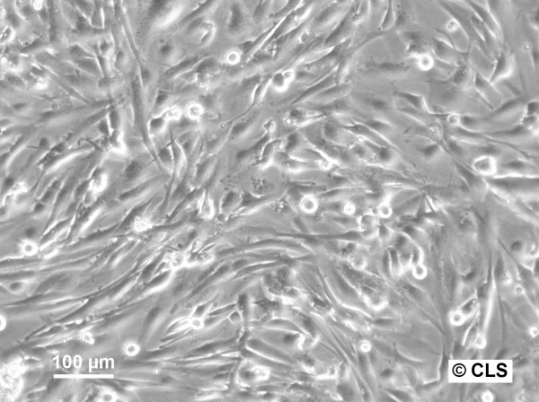 HROG05 Cells