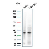 Anti-Cdk2 / p34cdc2 Serine-Threonine Kinase, clone AN4.3