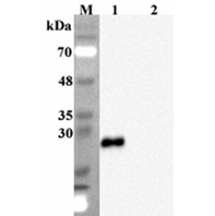 Anti-FGF-19 (human), clone FG369-1