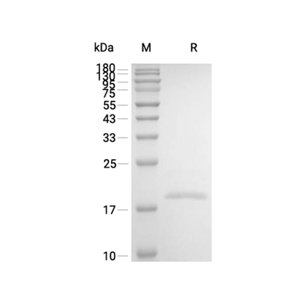 BAFF Recombinant (Human)