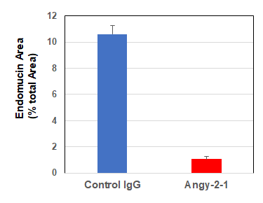 Anti-Angiopoietin-2 (human), mAb (rec.) (blocking) (Angy-2-1)