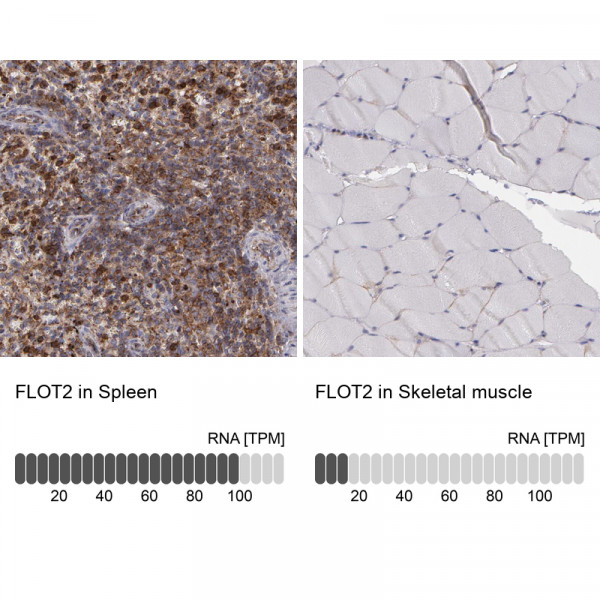 Anti-FLOT2