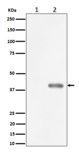 Anti-phospho-PBK (Thr9) / PDZ binding kinase, clone 30P33