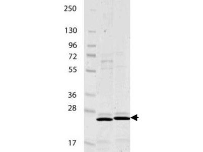 Interleukin-27/p28 (IL-27/p28), mouse recombinant (rmIL-27/p28)