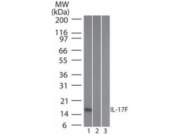 Anti-Human IL-17F Biotin Conjugated, clone 4H450.1, Biotin Conjugated