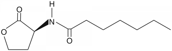 N-heptanoyl-L-Homoserine lactone