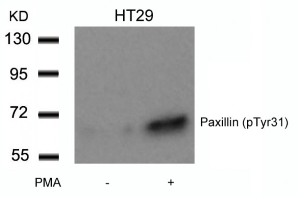 Anti-phospho-Paxillin (Tyr31)