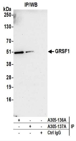 Anti-GRSF1