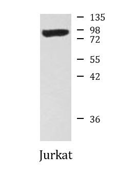 Anti-Hsp90 alpha, clone 6H7-A3-2G6