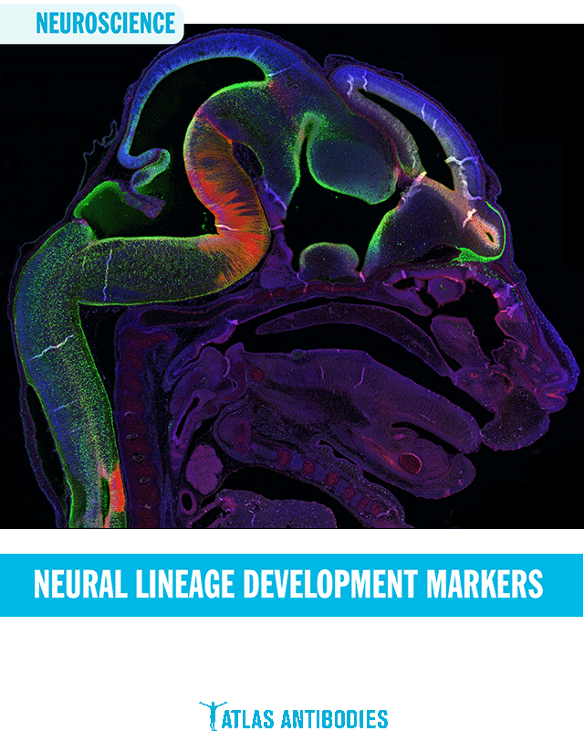 Atlas Antibodies Neural Lineage Development Markers