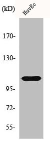 Anti-HDAC7A