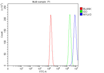 Anti-MYLK3 / Myosin light chain kinase 3