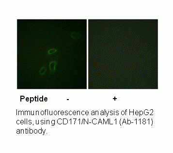 Anti-CD171/N-CAML1 (Ab-1181)