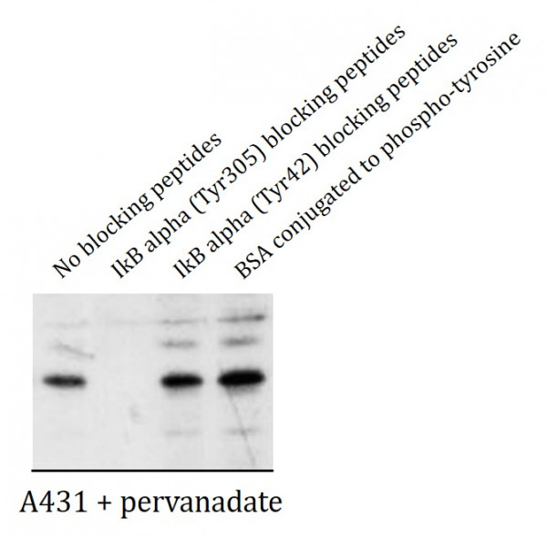 Anti-phospho-IkB alpha (Tyr305)